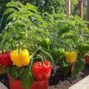 50 +  Big RED ORANGE YELLOW Bell SWEET Pepper Seeds  MIXTURE